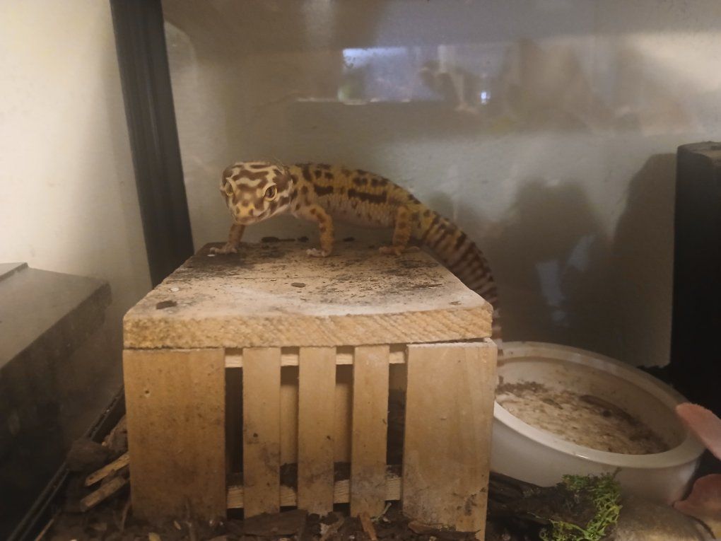 Leopard Gecko and 20 gallon tank for sale