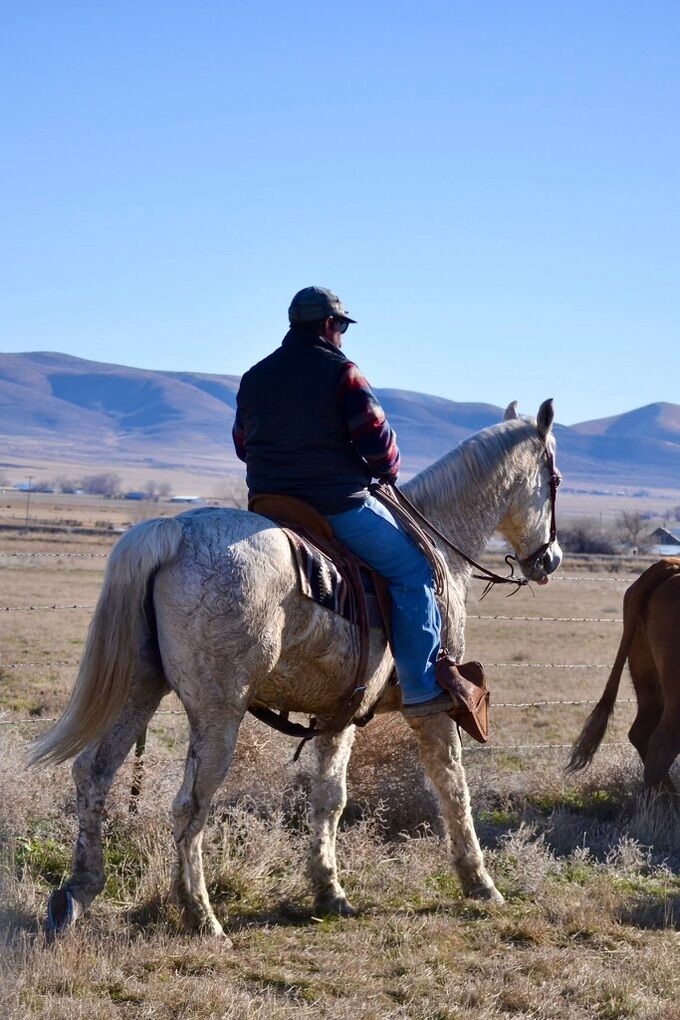 20 Year Old Grey Gelding