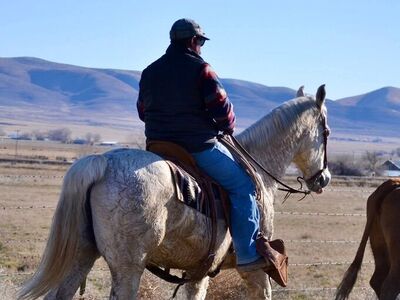 20 Year Old Grey Gelding