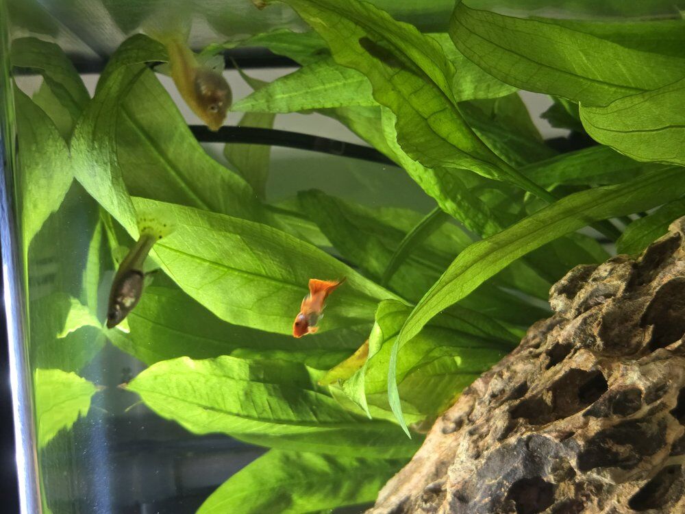 Assorted Baby Guppies