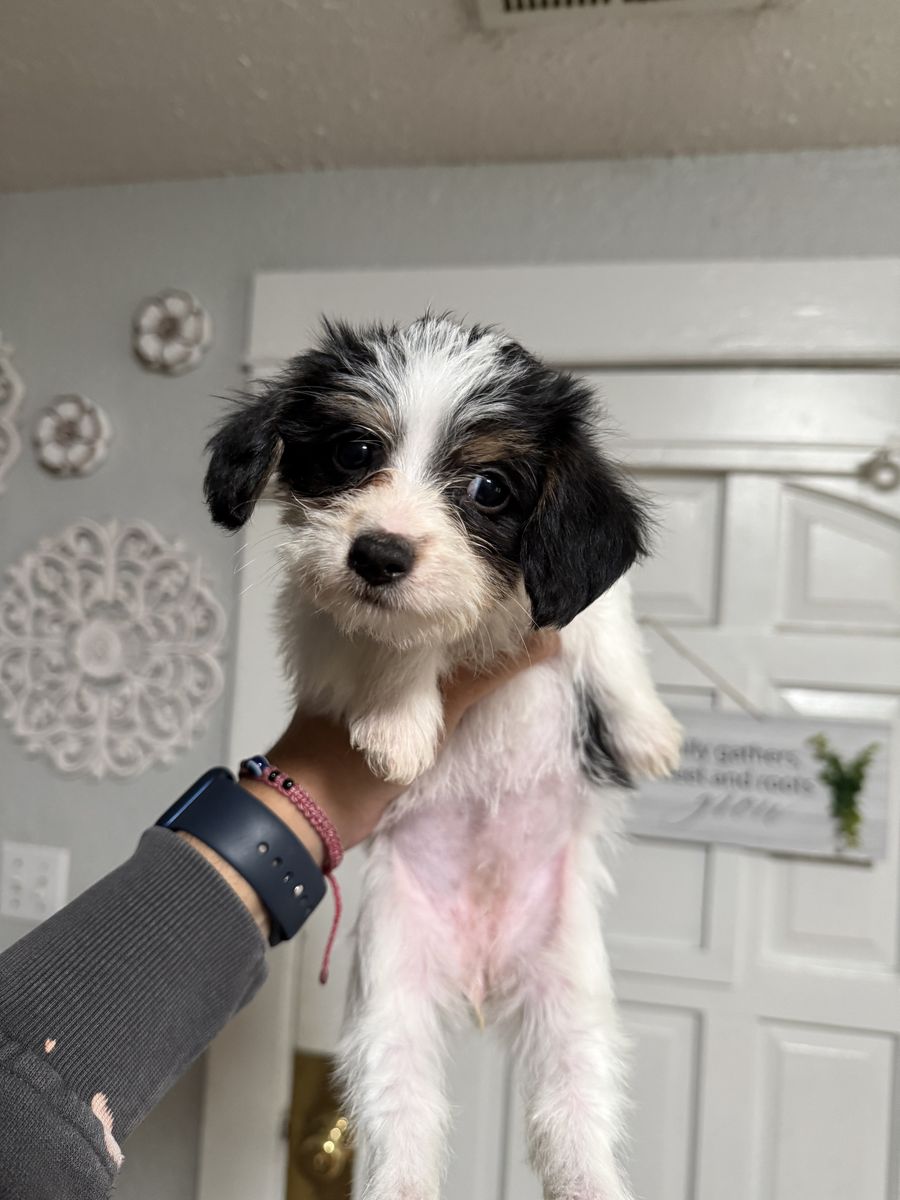 CHORKIE PUPPIES LOOKING FOR THEIR FOREVER HOME