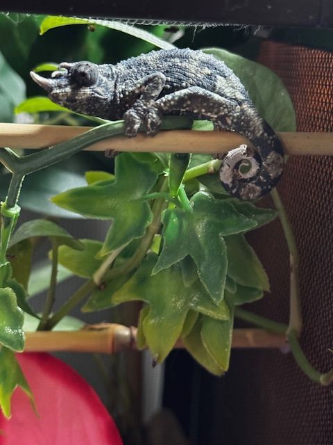 Juvenile Rainbow Jackson's Chameleon