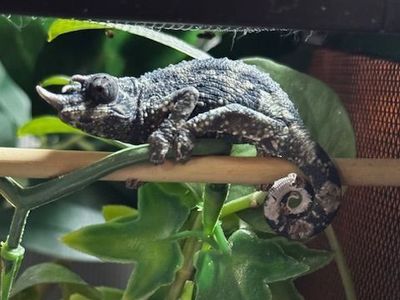 Juvenile Rainbow Jackson's Chameleon
