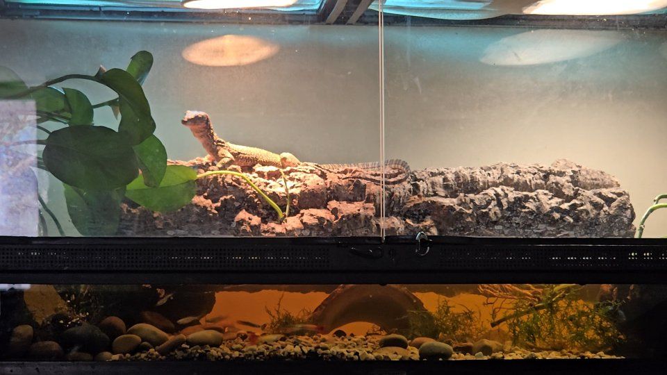 Mangrove Monitor