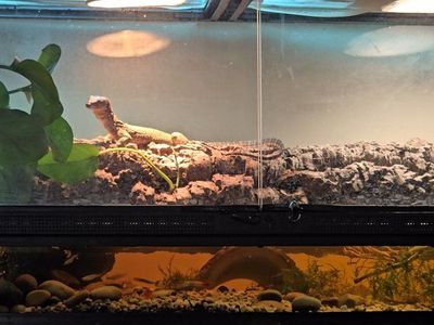Mangrove Monitor