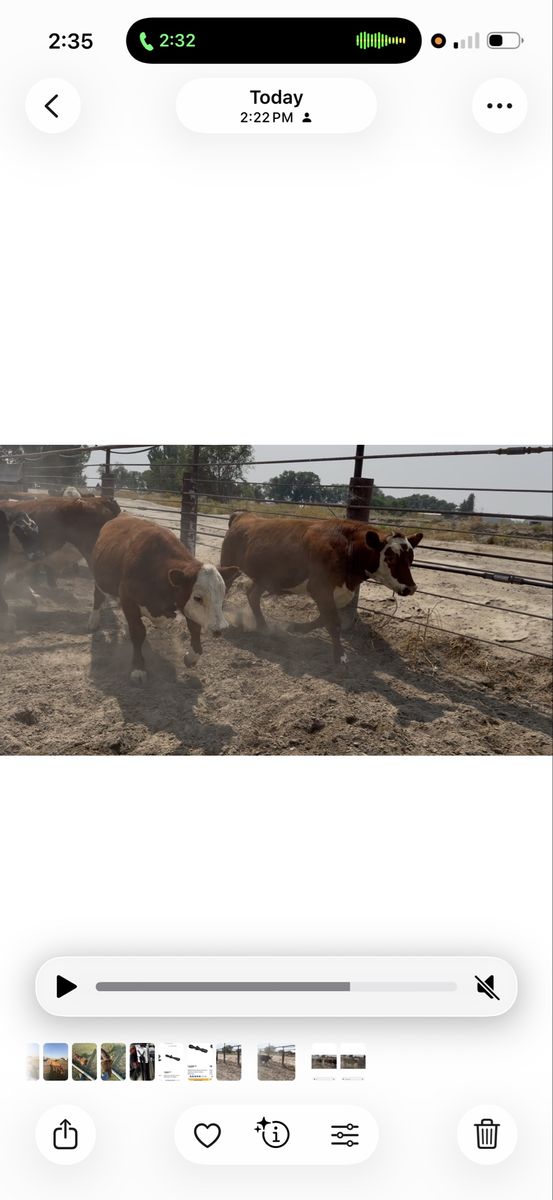 Angus Angus cross Steers and Heifers