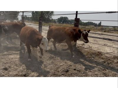 Angus Angus cross Steers and Heifers