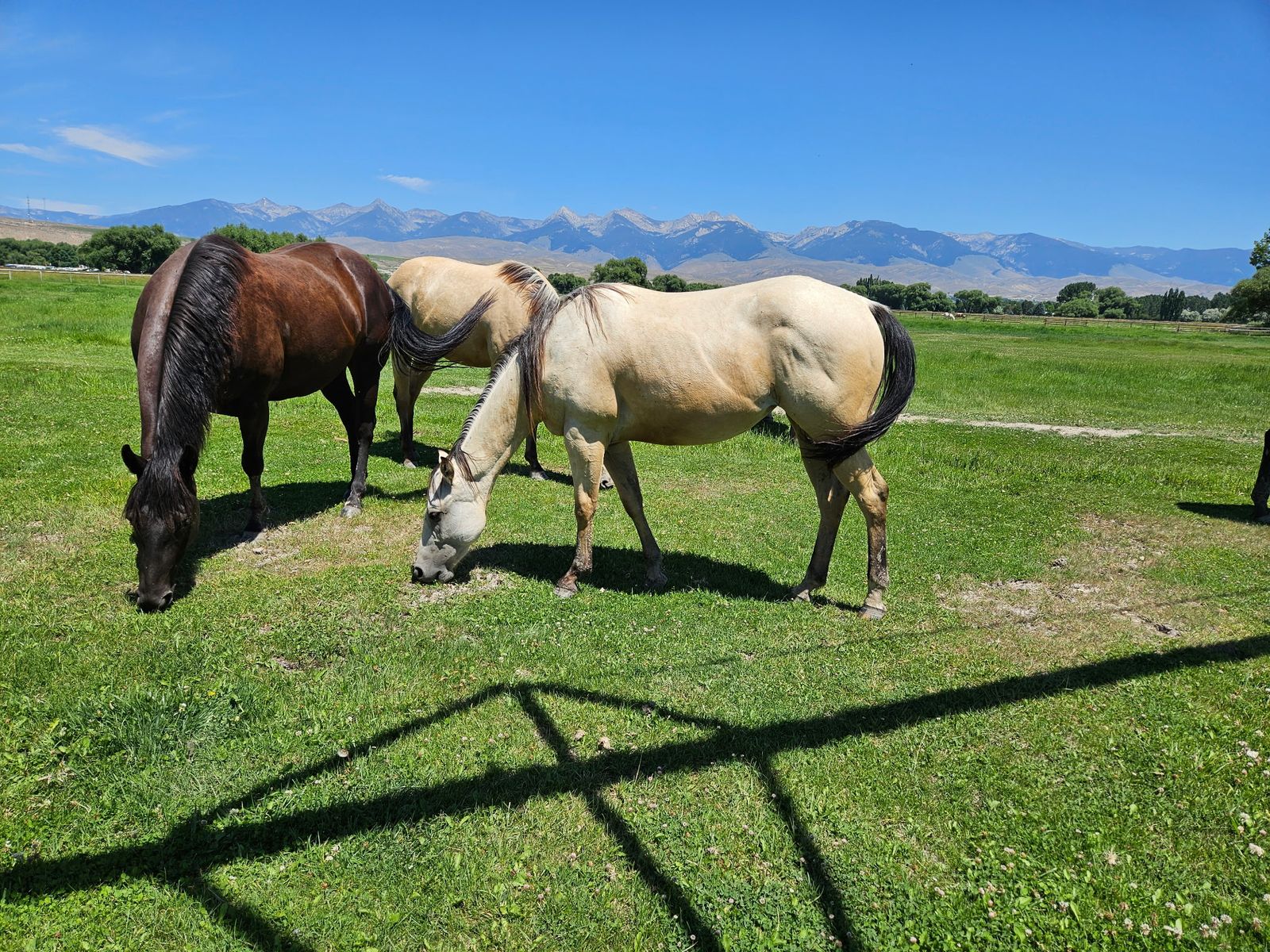 Audrey Lighthorse 2yr old AQHA Buttermilk Buckskin Filly Foundation bred King Fritz
