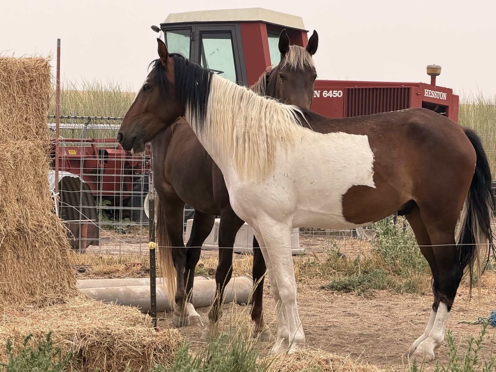 Tennessee Walker