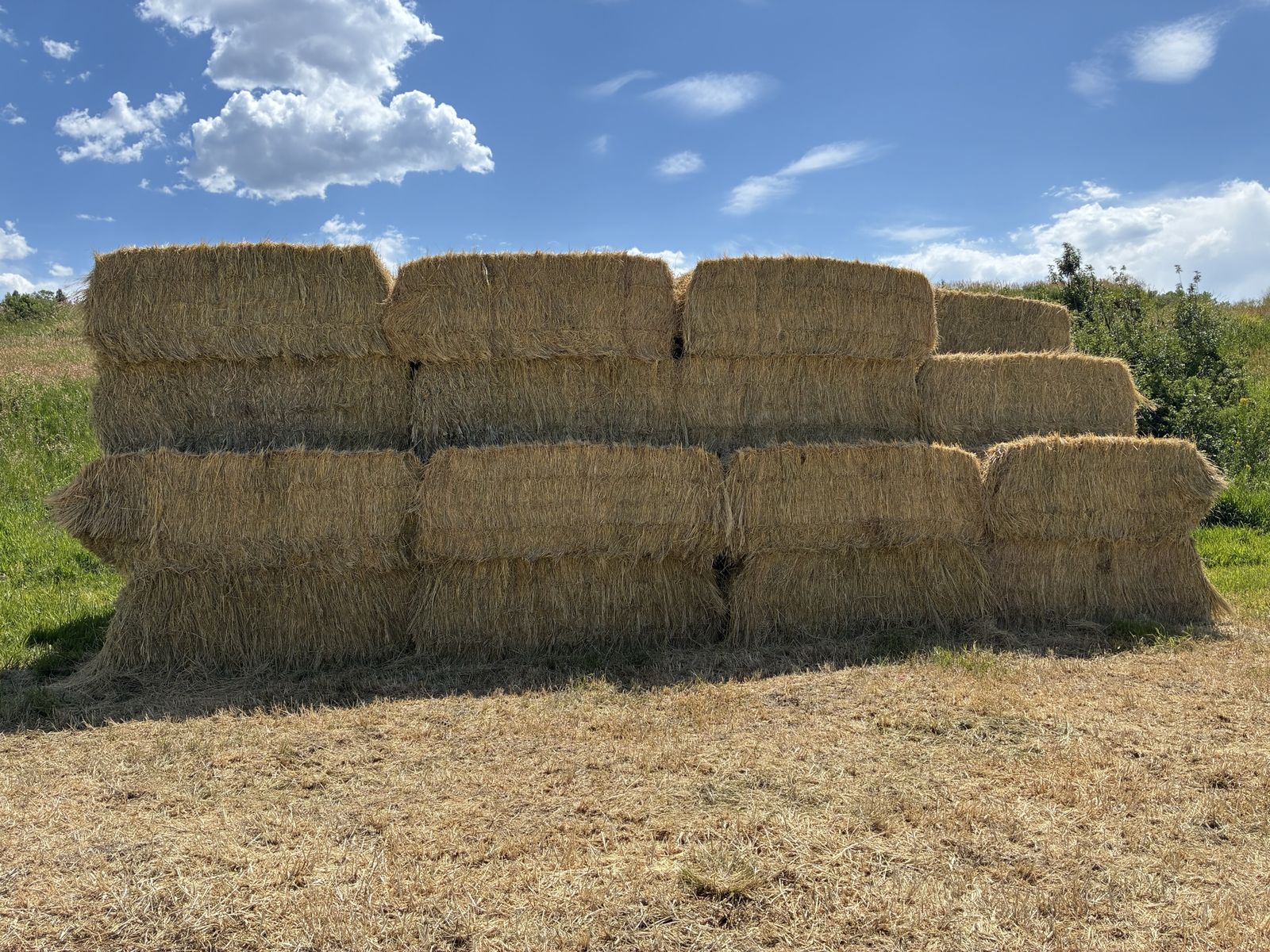 Alfalfa 3x4 1000lb Bales