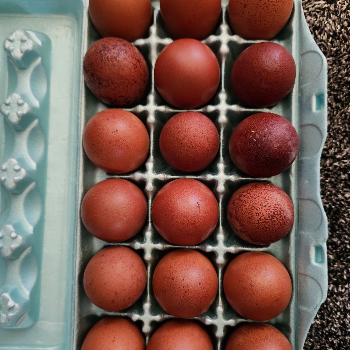 Fertile Purebred Black Copper Marans Hatching Eggs