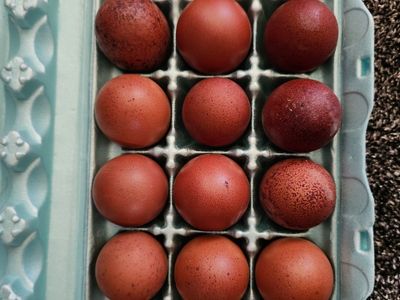 Fertile Purebred Black Copper Marans Hatching Eggs