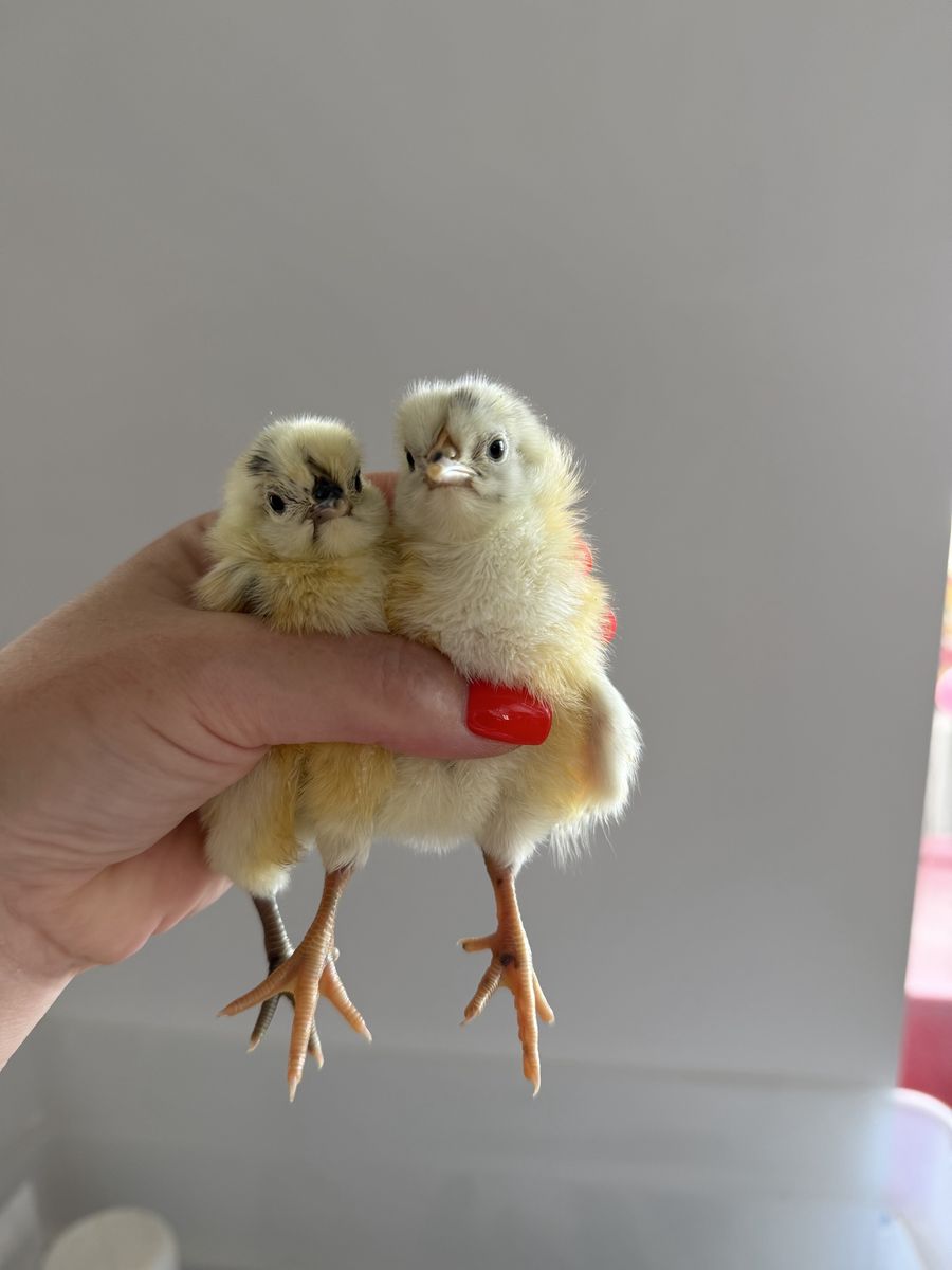 Speckled Zombie Chicks