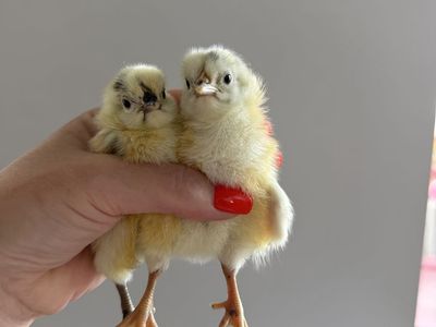 Speckled Zombie Chicks