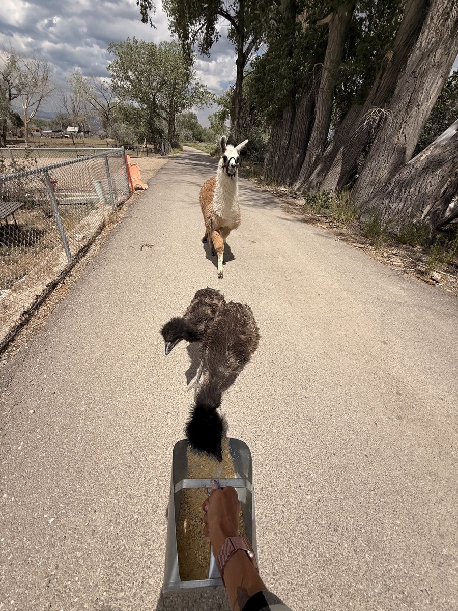 Young Llama