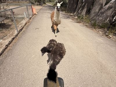 Young Llama