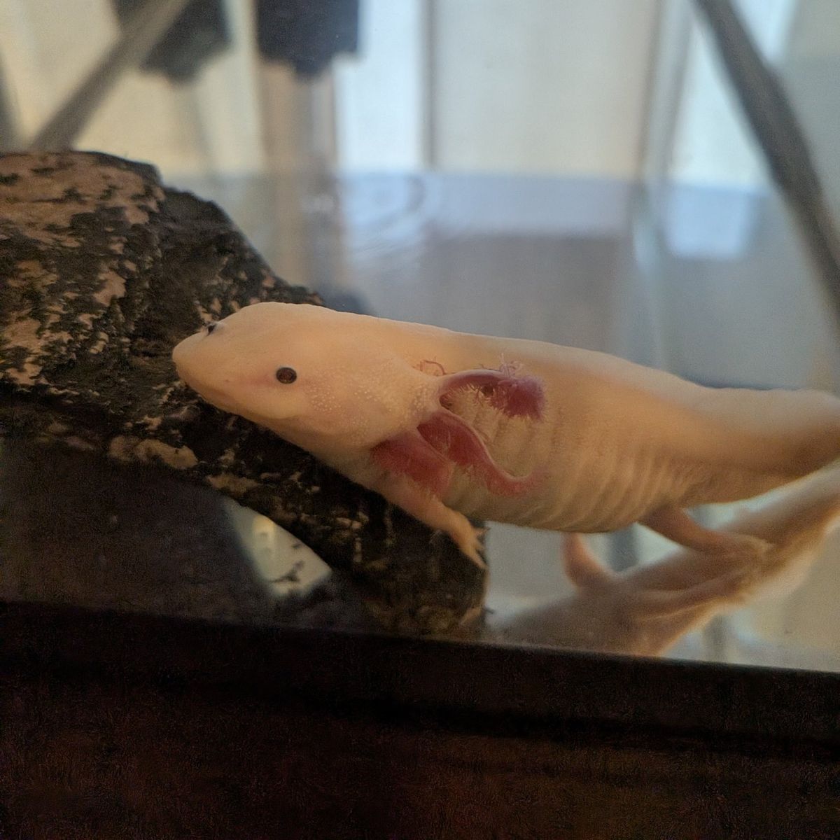 Axolotl