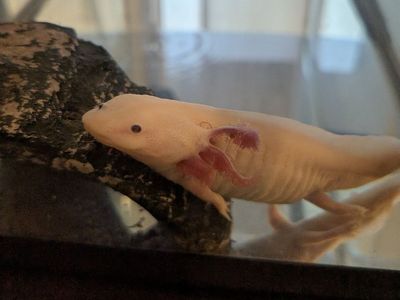 Axolotl
