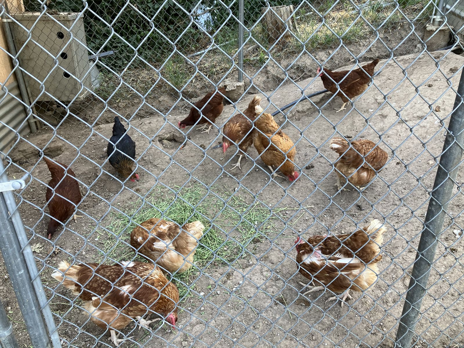 Red Star Hens,