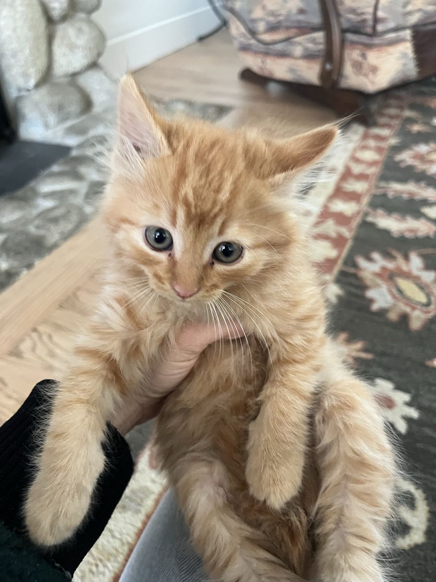 Kittens- 8 Weeks Old, Vet Exammed, Dewormed, Using litter box, Socialized