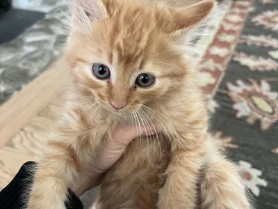 Kittens- 8 Weeks Old, Vet Exammed, Dewormed, Using litter box, Socialized