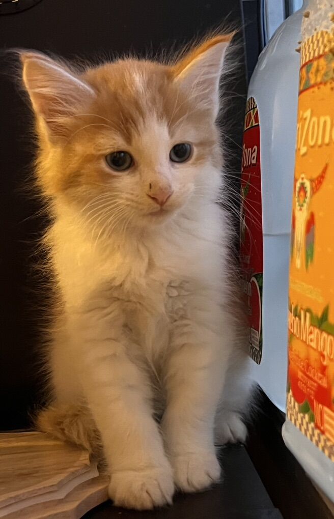 SIberian Mixed Kittens Hypoallergenic!