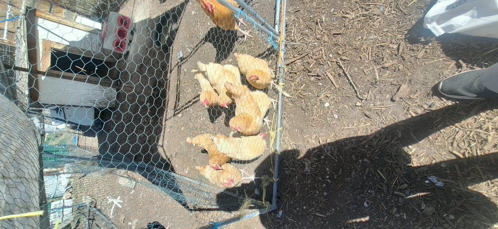 Buff Orpington Hatching Eggs