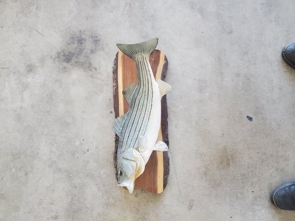 mounted stuffed fish