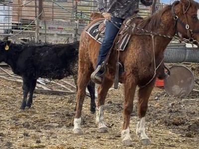 Mare for sale