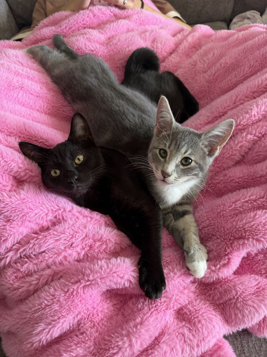 Adorable Russian Blue/Siamese Kittens