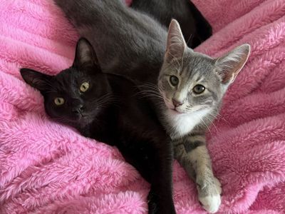 Adorable Russian Blue/Siamese Kittens