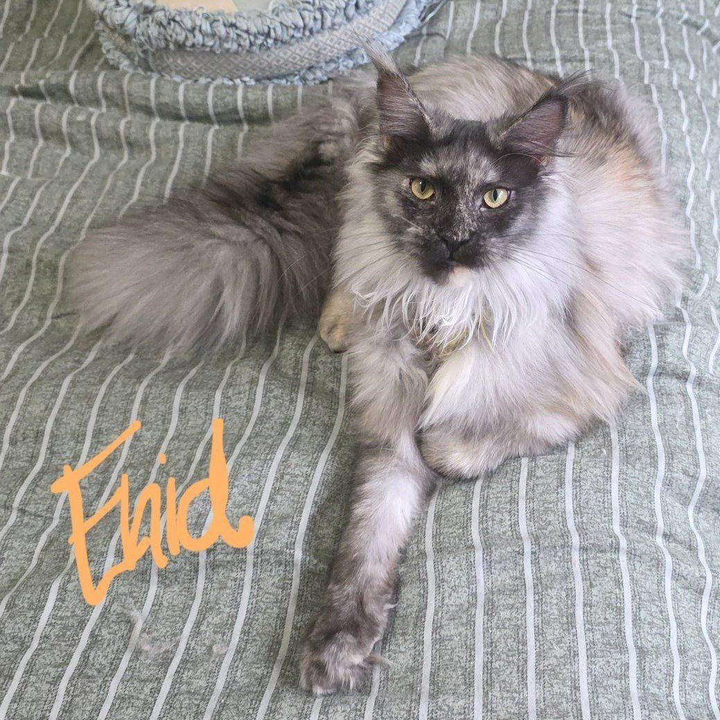 Maine Coon High Silver Black Smoke, F, Enid