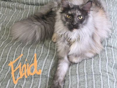 Maine Coon High Silver Black Smoke, F, Enid