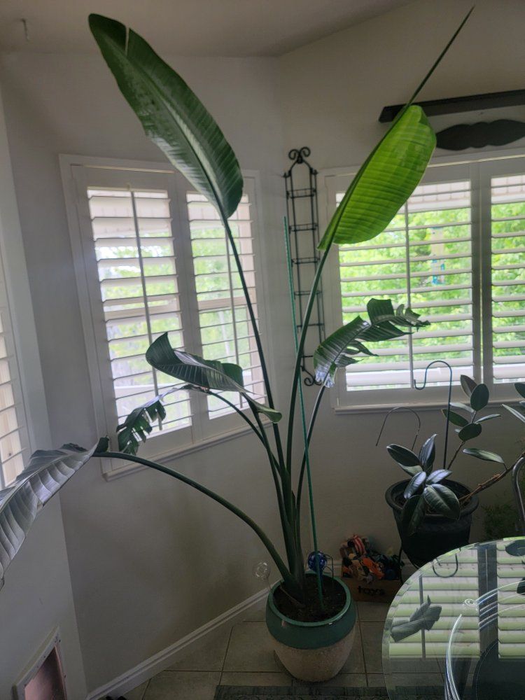 bird of paradise