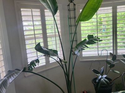 bird of paradise