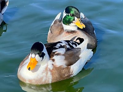Call duck breeding flock hens and drakes