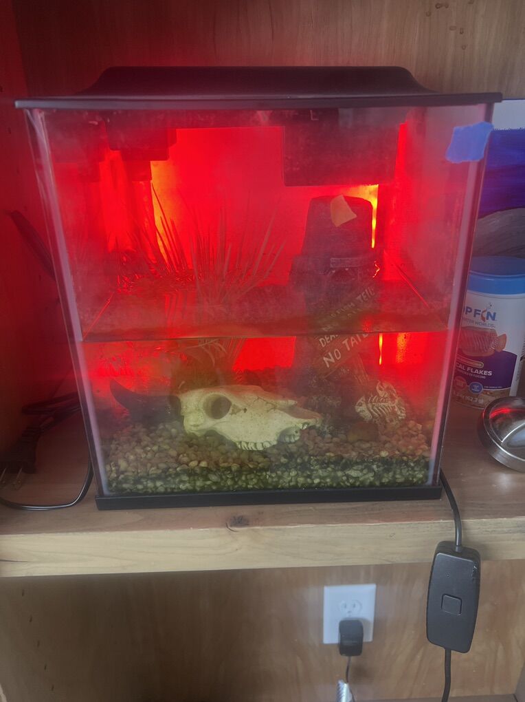 $200 Worth Of Fishtank & Supplies