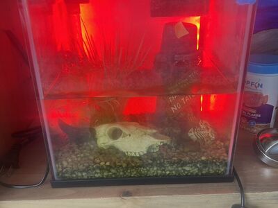 $200 Worth Of Fishtank & Supplies