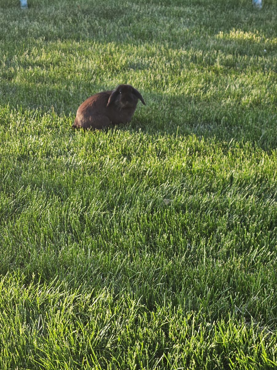 Lion head lop eared bunny