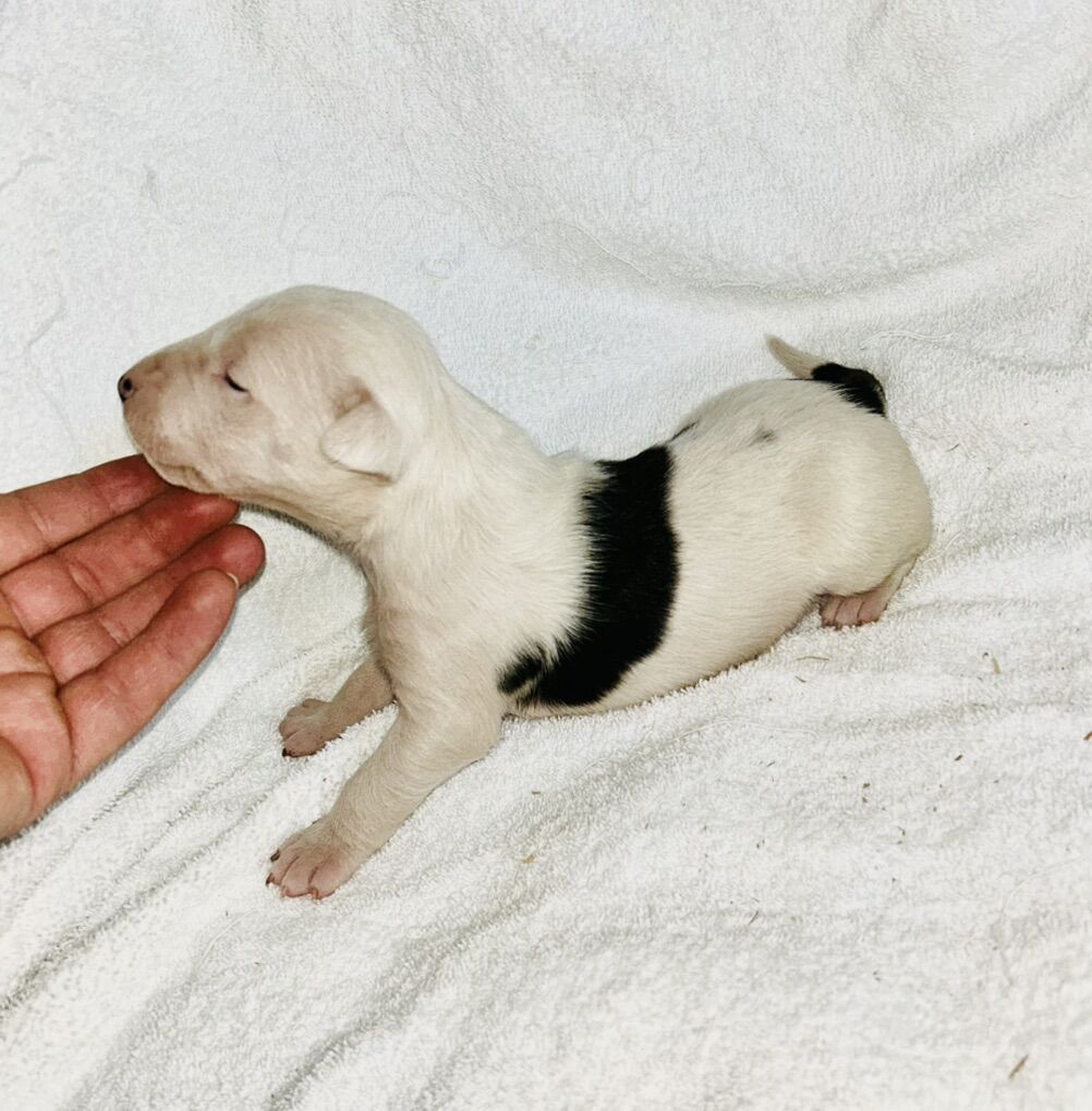 Pure Bred Bull Terriers