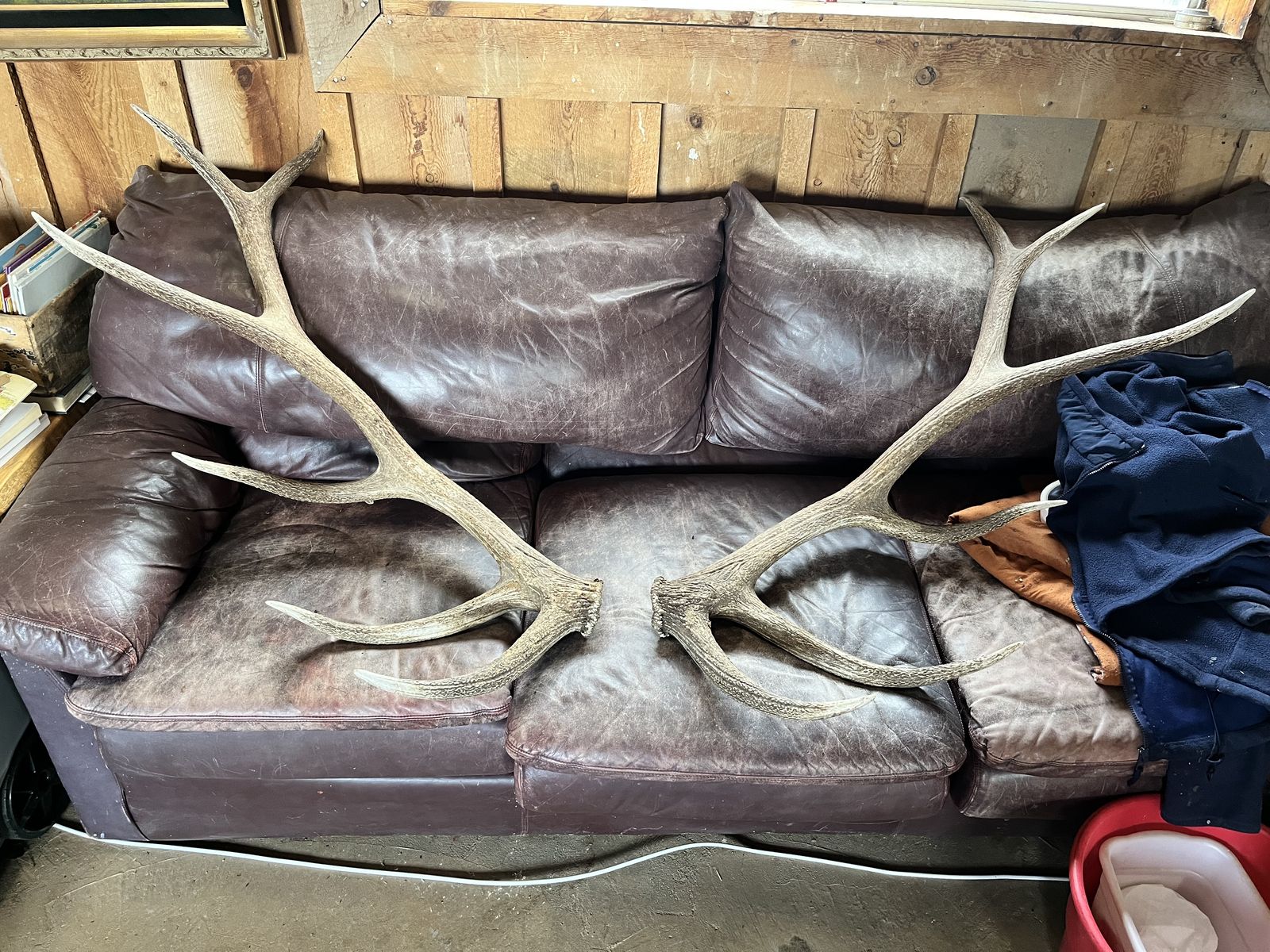 Large Shed Elk Antlers - Real Natural Decor/Crafts/Hunting Trophy
