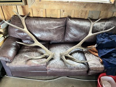 Large Shed Elk Antlers - Real Natural Decor/Crafts/Hunting Trophy