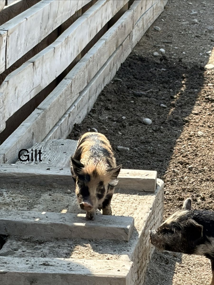 Young bottle fed piglets - Kunekune / Heritage Livestock Pig