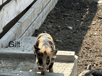 Young bottle fed piglets - Kunekune / Heritage Livestock Pig