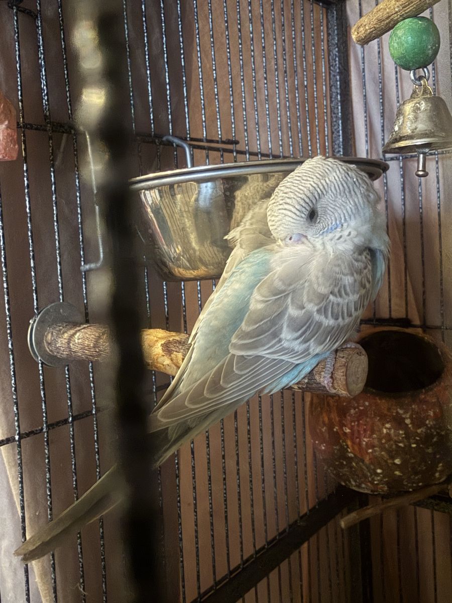 1-2 months Adorable Big Eyes Baby Budgie Parakeet - Healthy and Playful