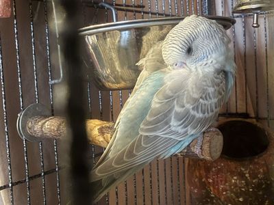 1-2 months Adorable Big Eyes Baby Budgie Parakeet - Healthy and Playful