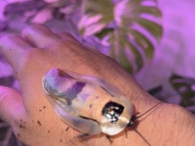 Giant cave roach starter colony