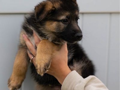 Adorable German Shepherd Puppies - Ready for a Loving Home!