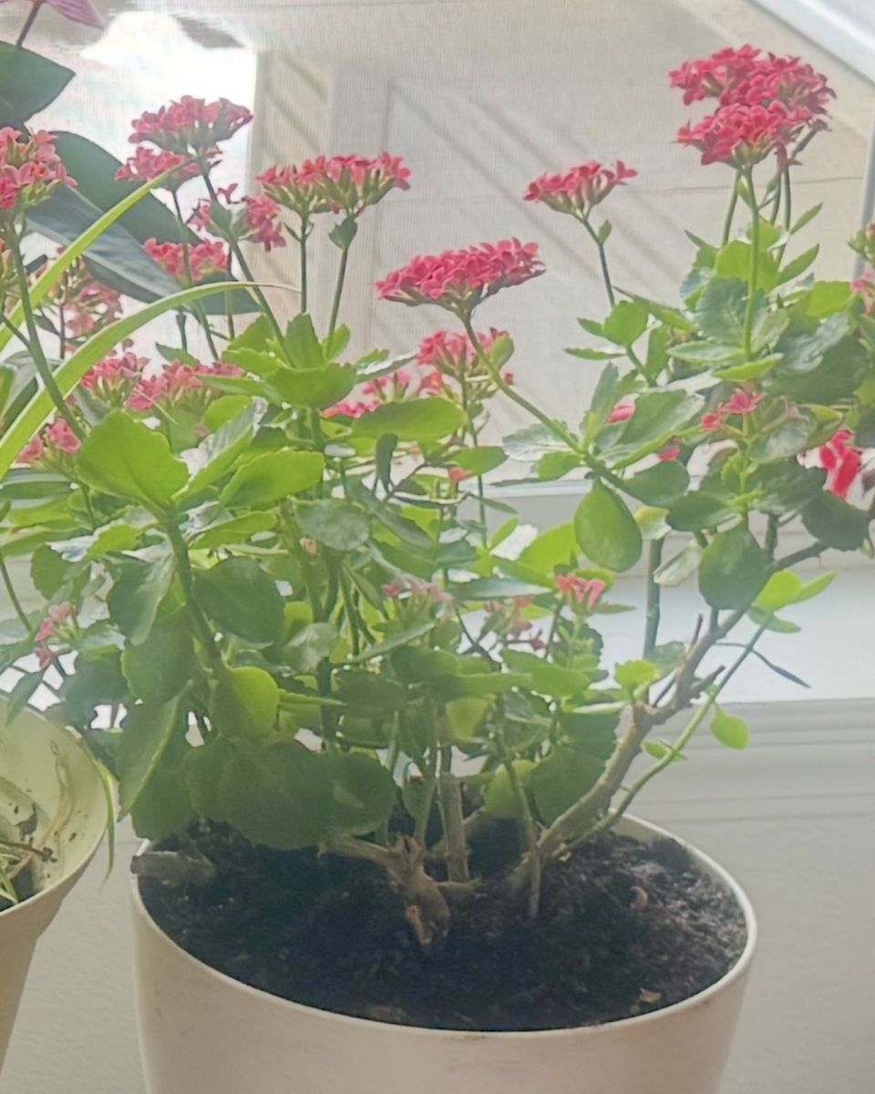 Vibrant Kalanchoe Blossfeldiana Flowering Plant - Hearty & Potted