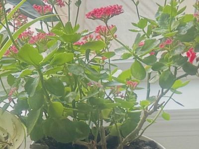 Vibrant Kalanchoe Blossfeldiana Flowering Plant - Hearty & Potted